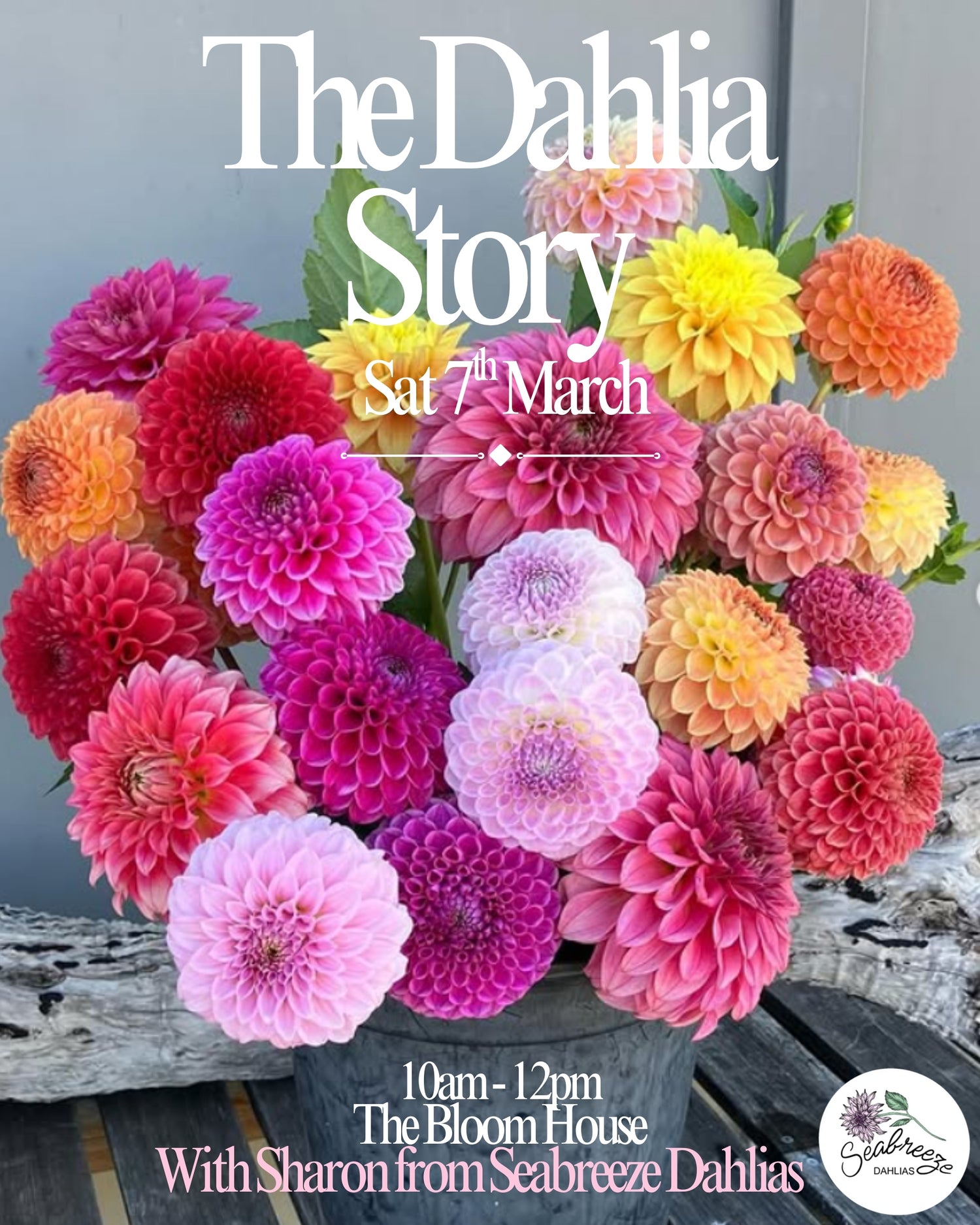 THE DAHLIA STORY