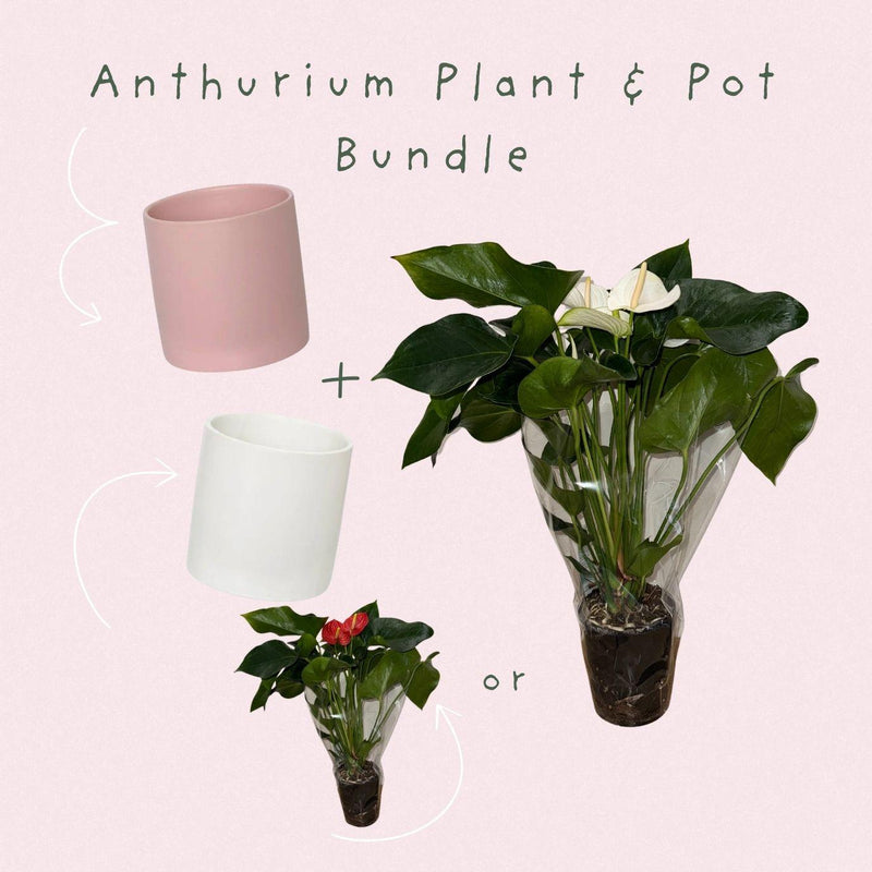 Anthurium Plant & Pot Bundles