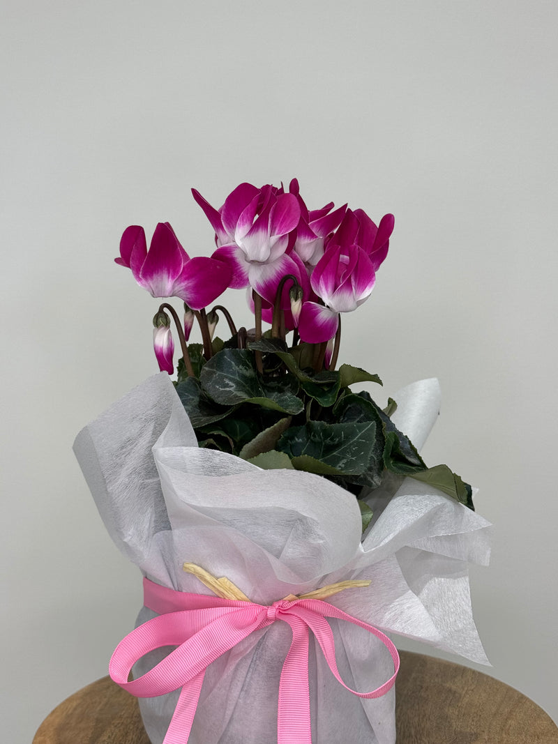 Cyclamen Plant