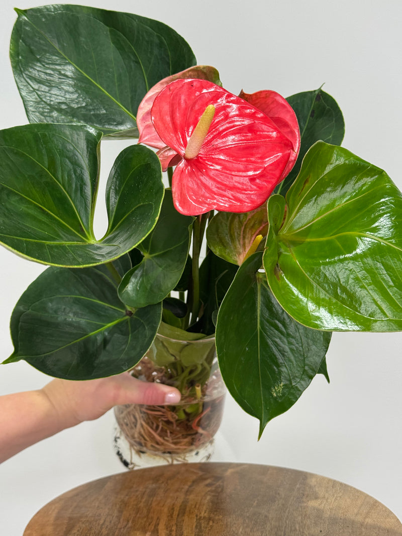 Hydroponic Anthurium