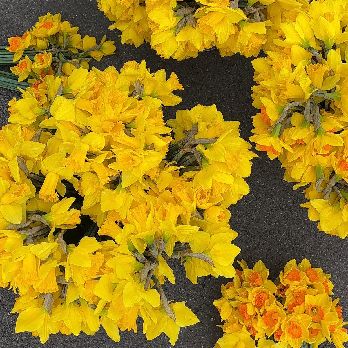PRE-ORDER Daffodils - Not wrapped