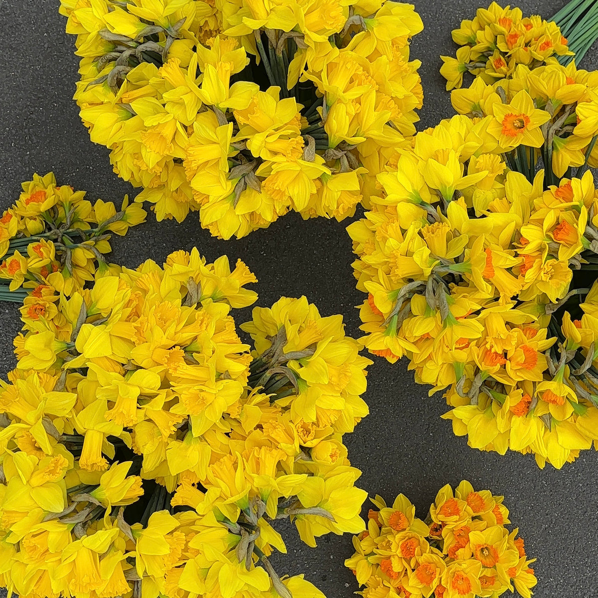 PRE-ORDER Daffodils - Not wrapped