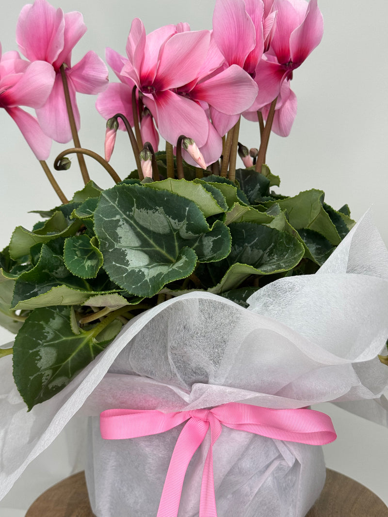 Cyclamen Plant