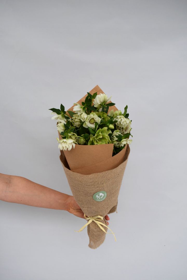 Hellebores