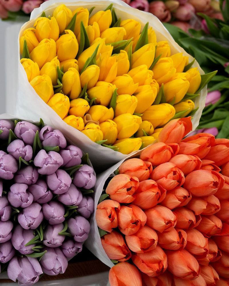 Tulips