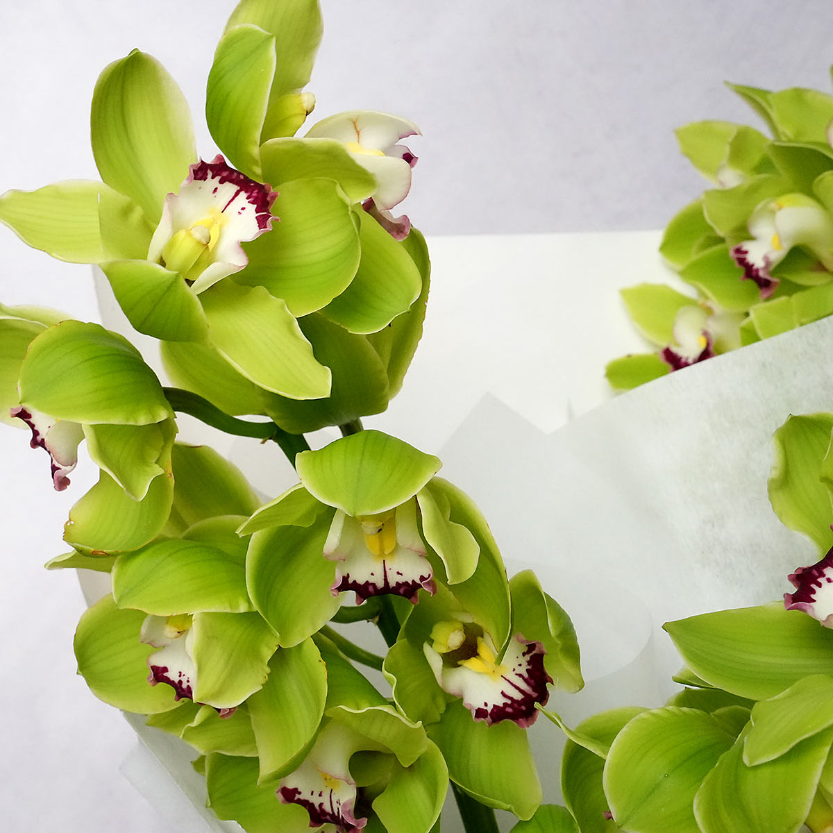 Cymbidium Orchid stem