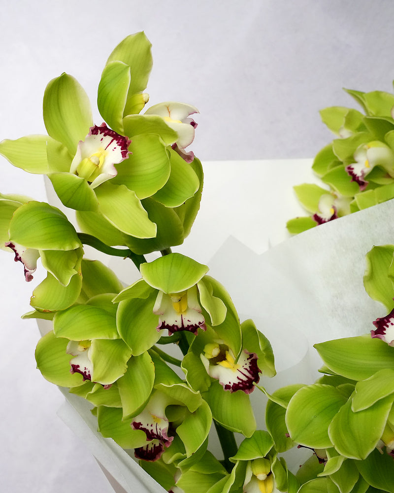 Cymbidium Orchid stem