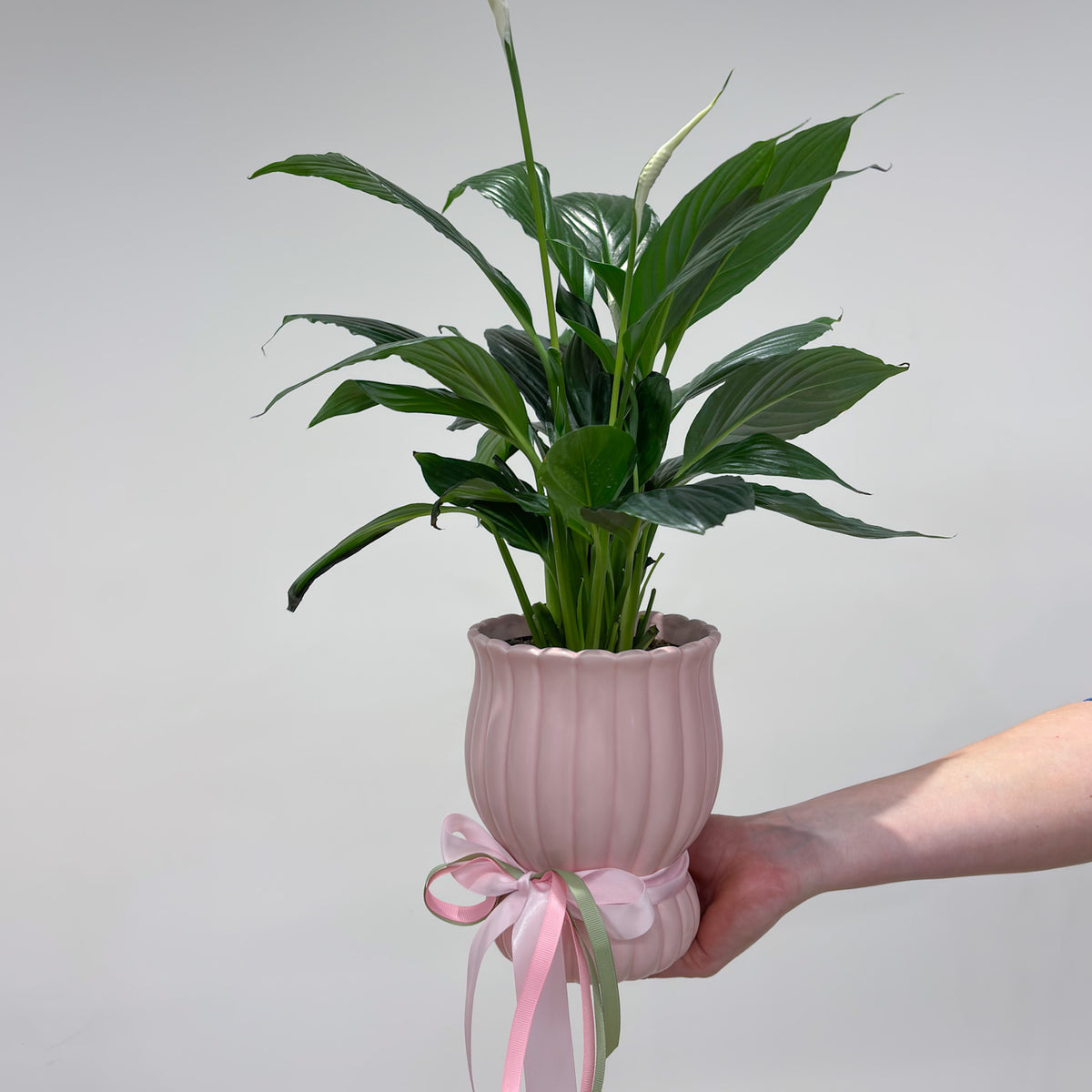 Potted Peace Lily