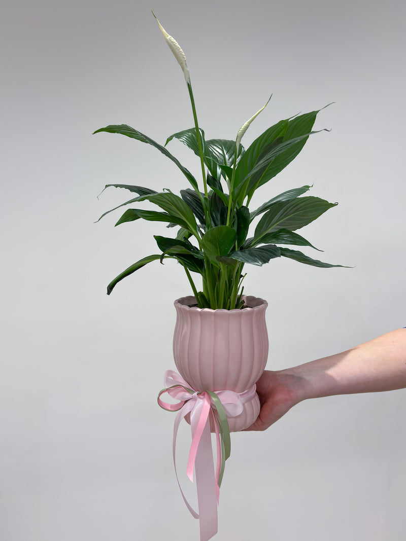 Potted Peace Lily