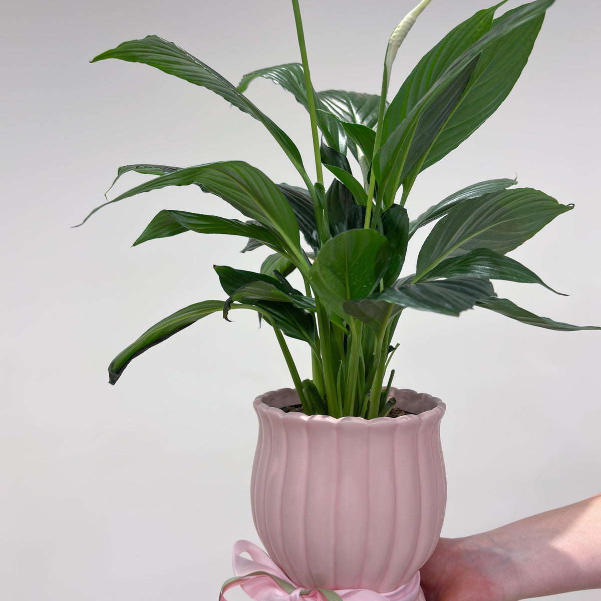 Potted Peace Lily