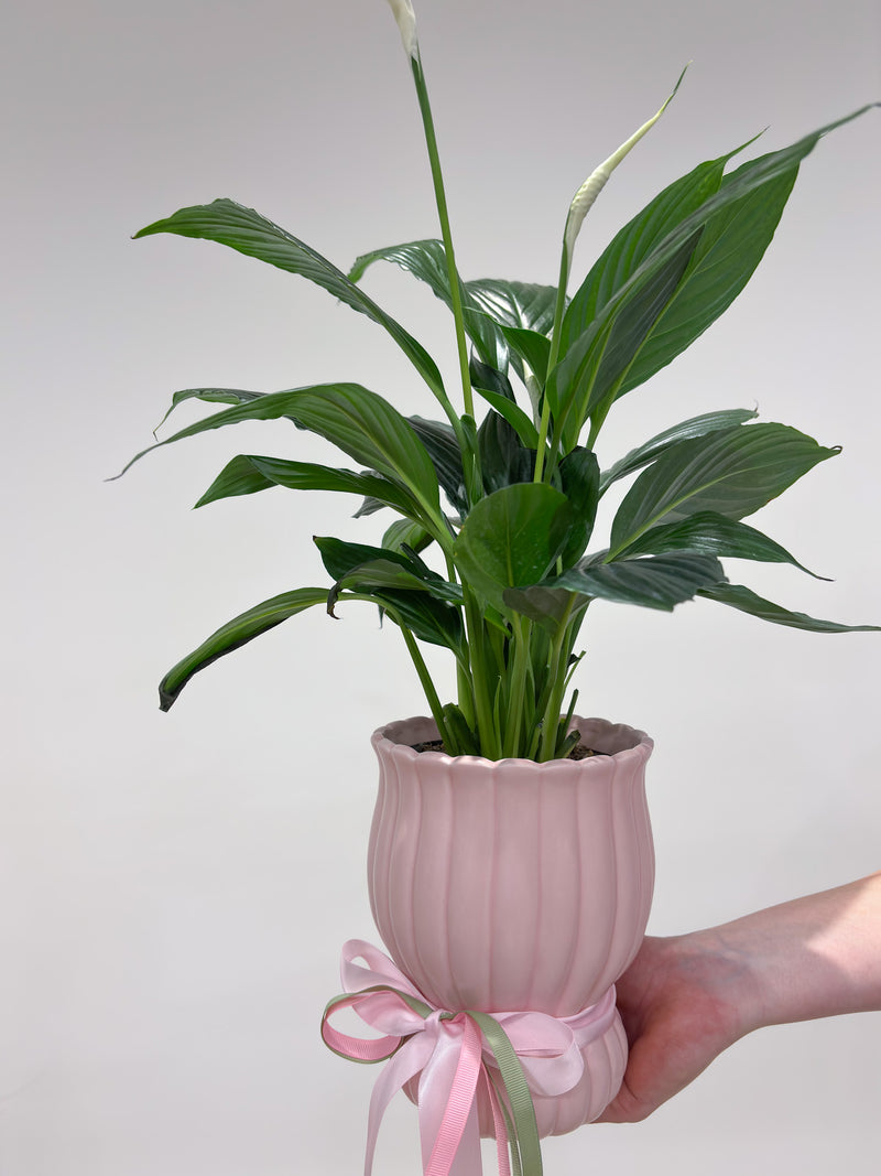 Potted Peace Lily