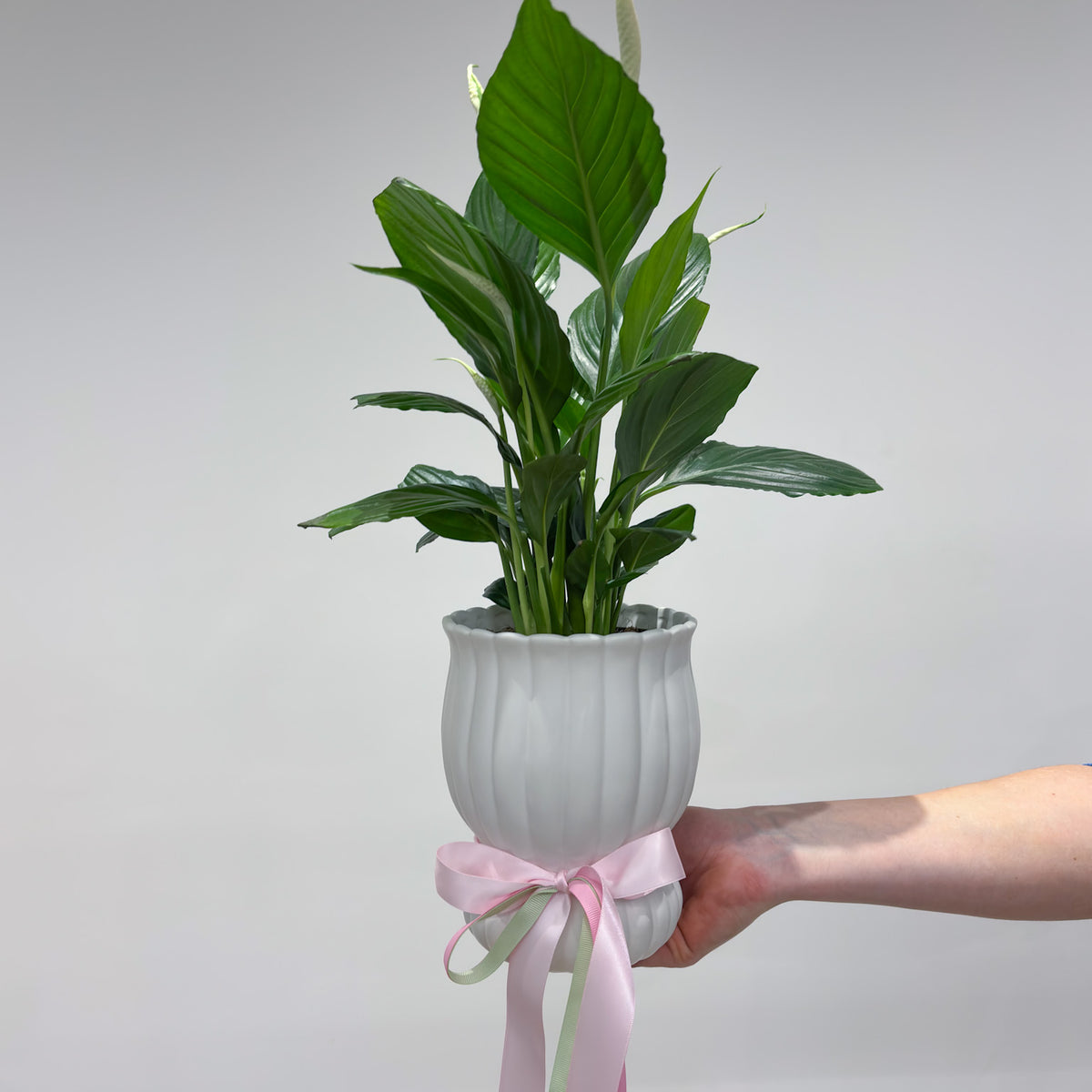 Potted Peace Lily