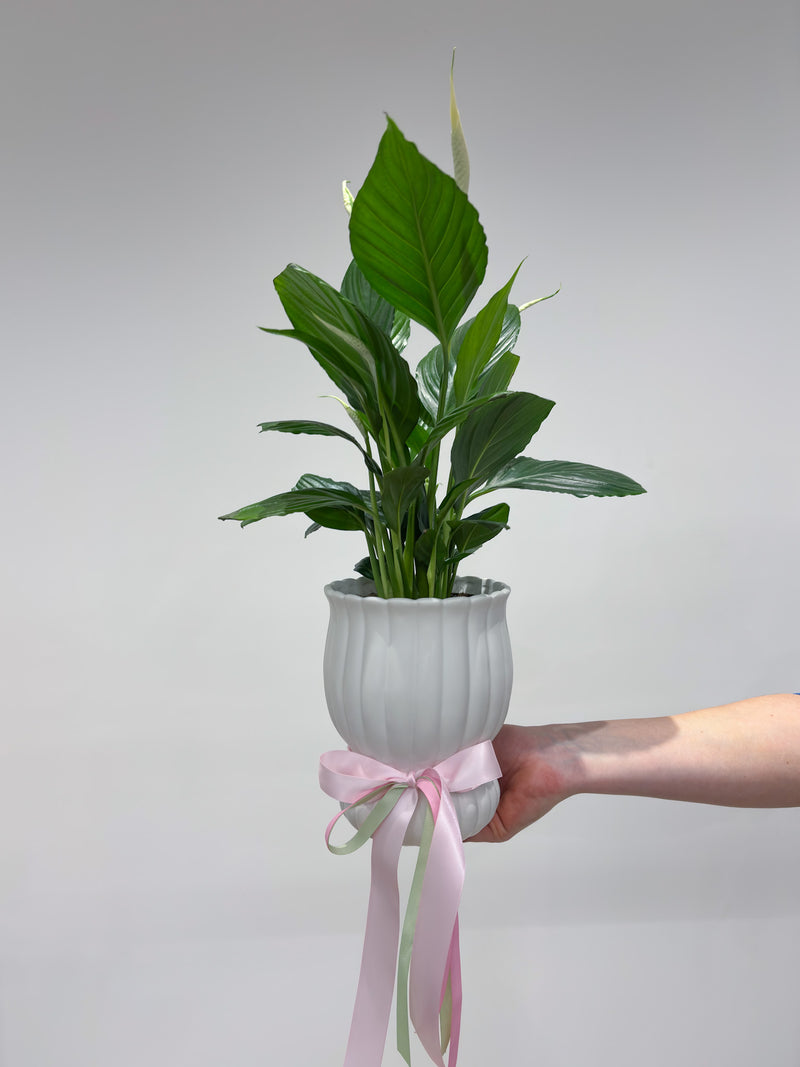 Potted Peace Lily