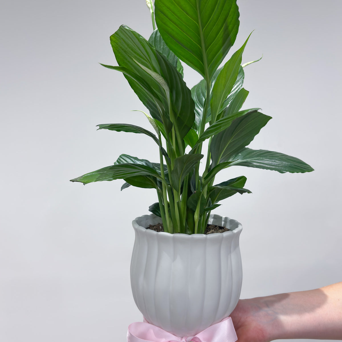 Potted Peace Lily