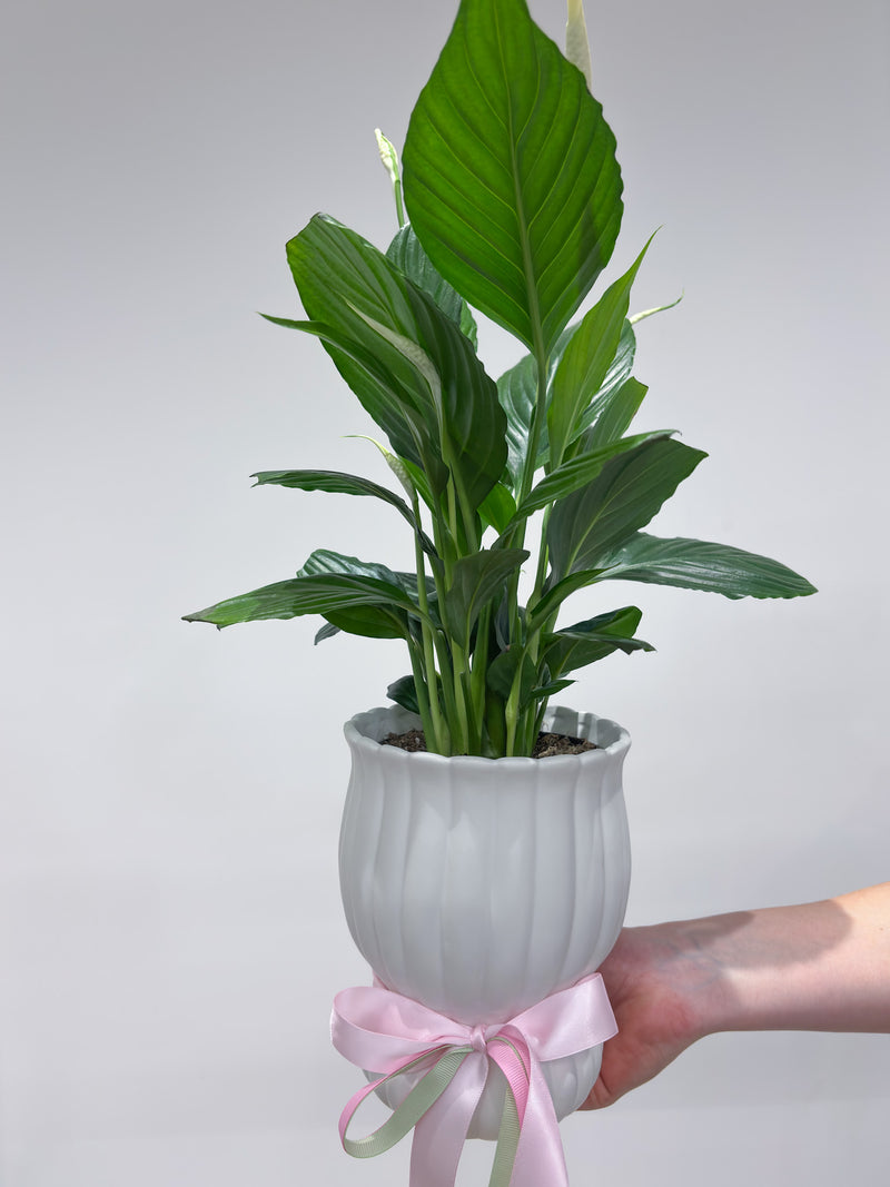 Potted Peace Lily