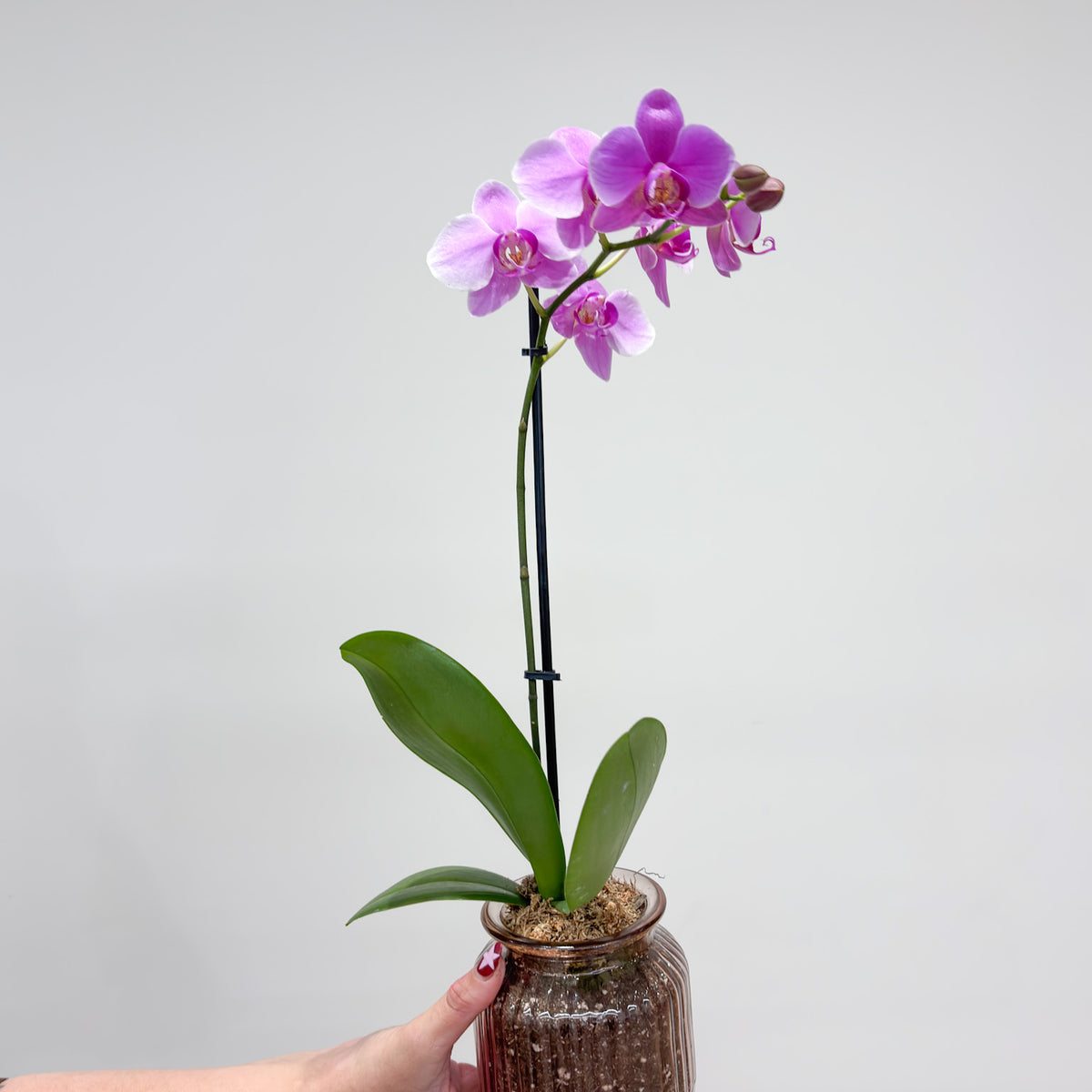 Orchid Pot