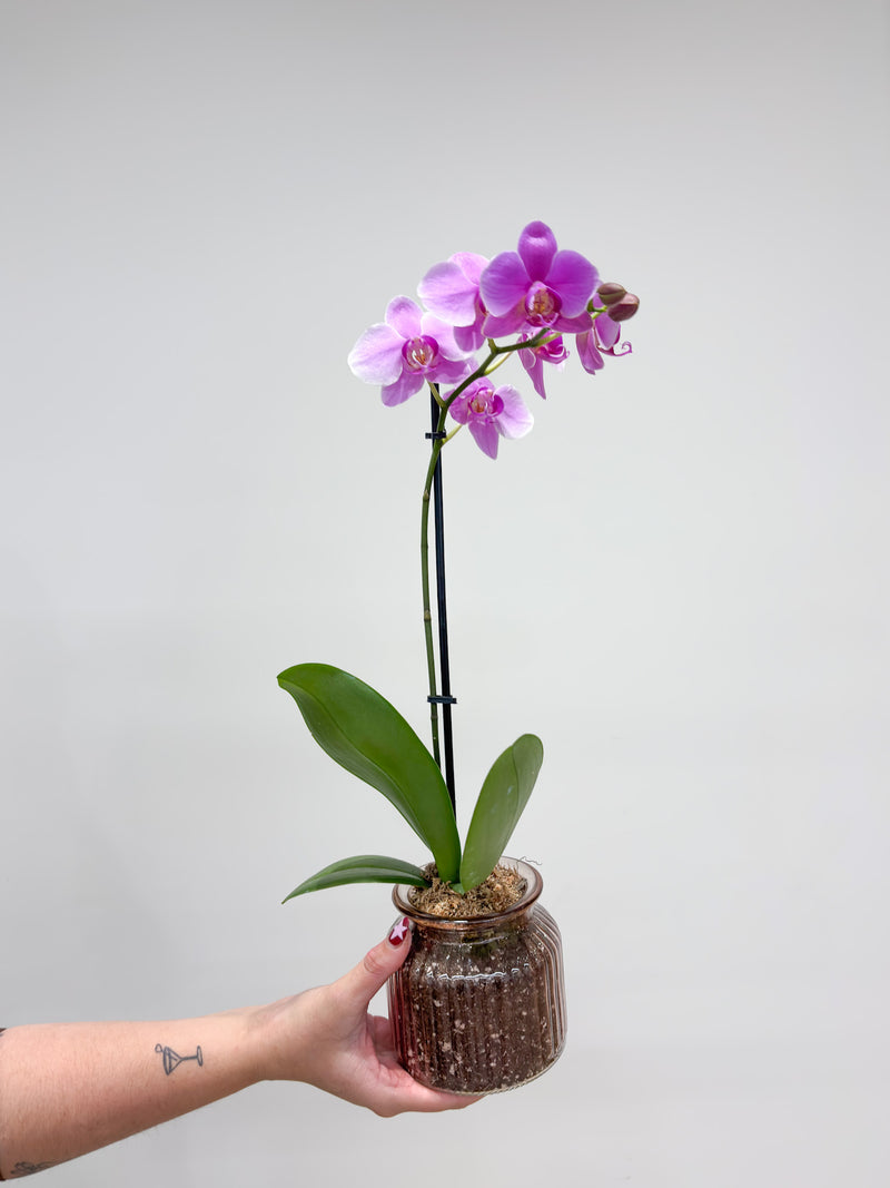 Orchid Pot