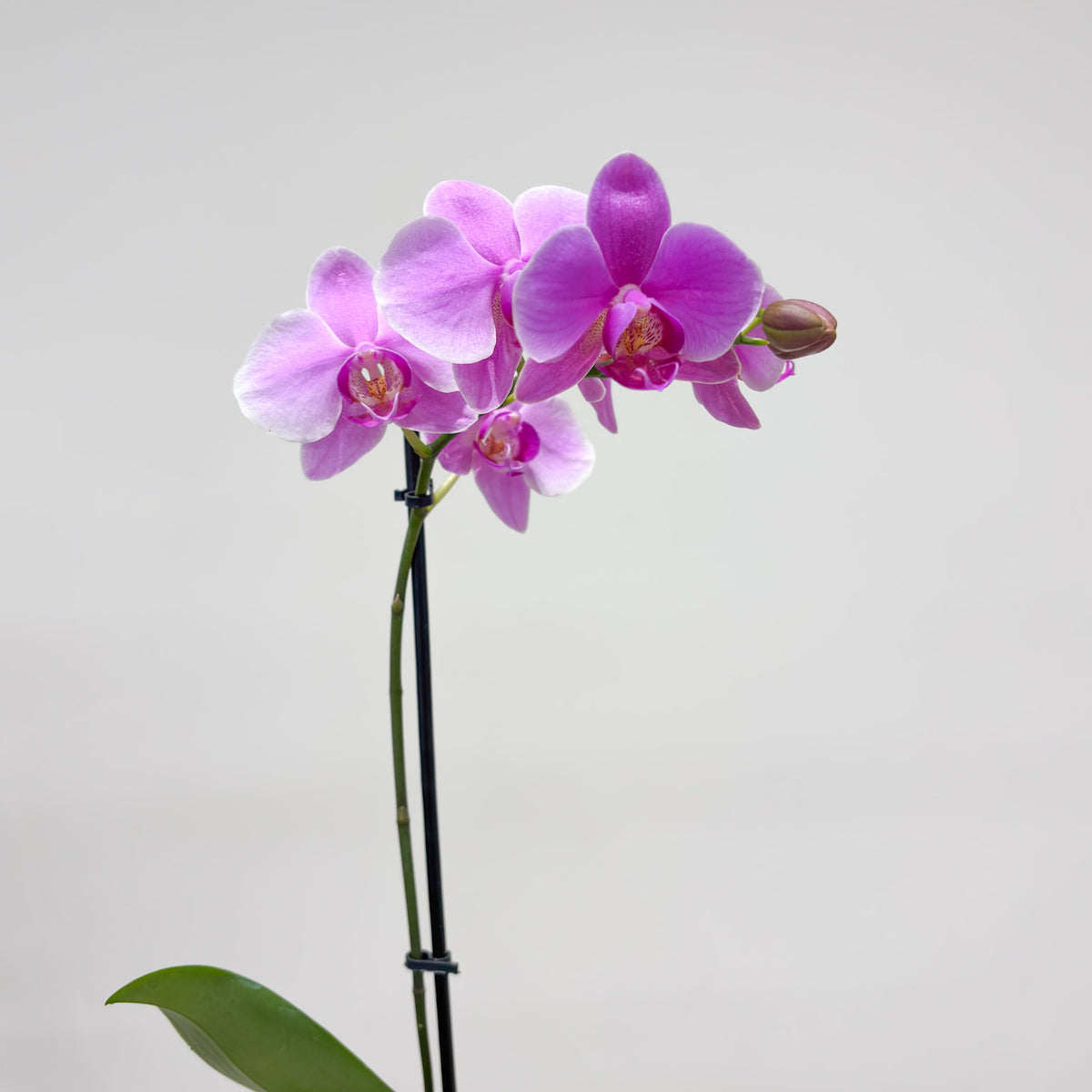 Orchid Pot