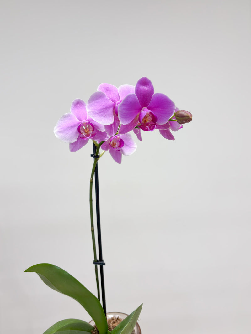 Orchid Pot