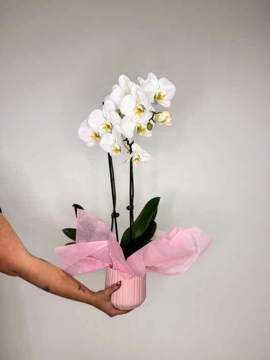 Orchid Pot
