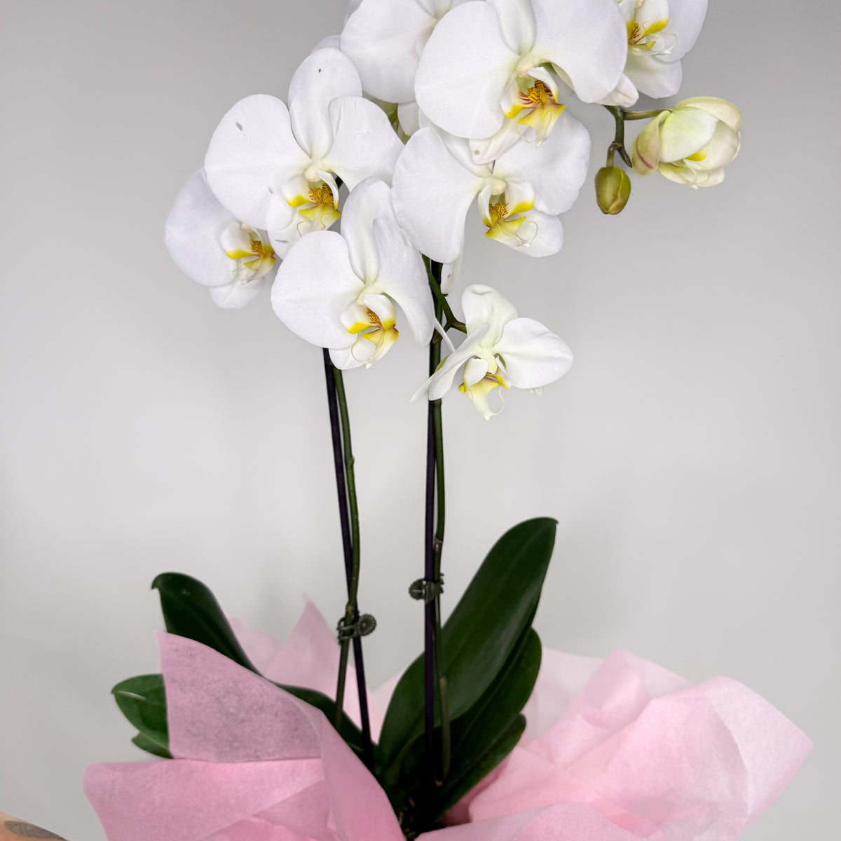 Orchid Pot