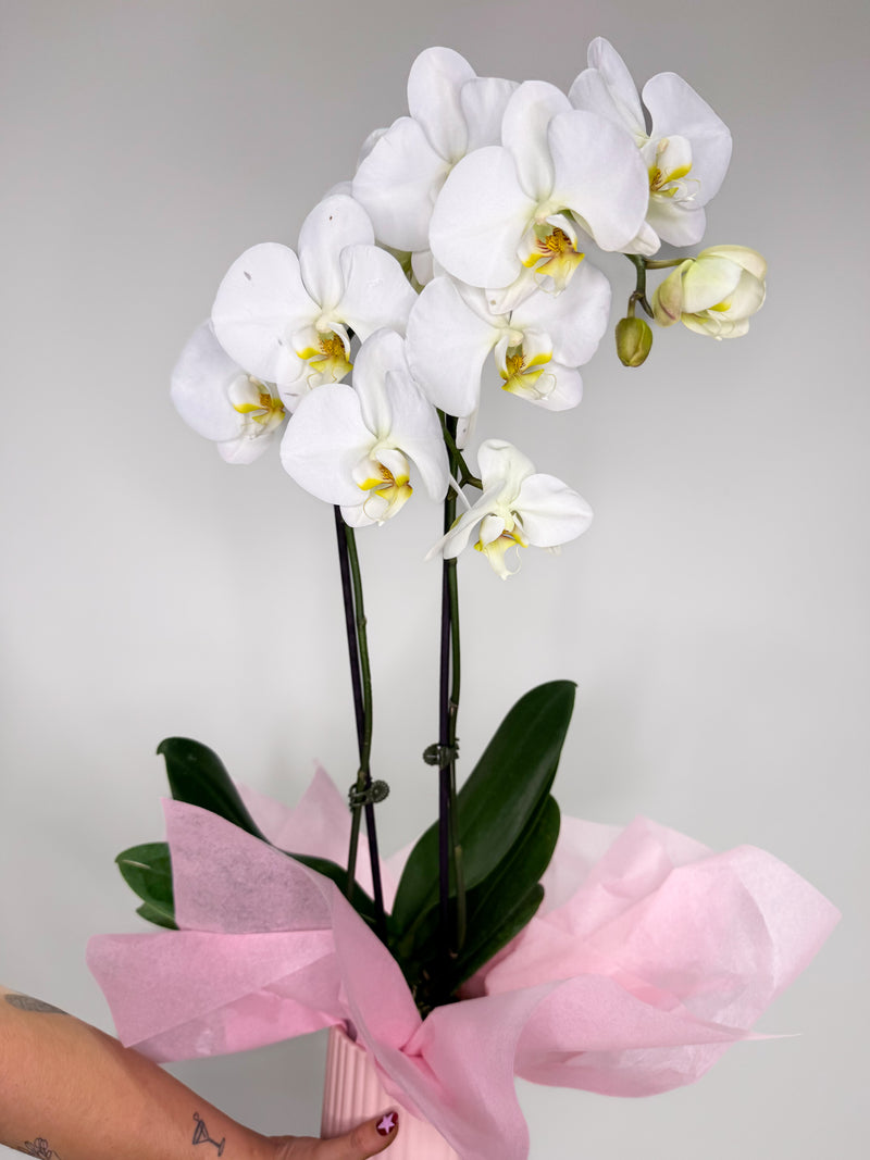 Orchid Pot