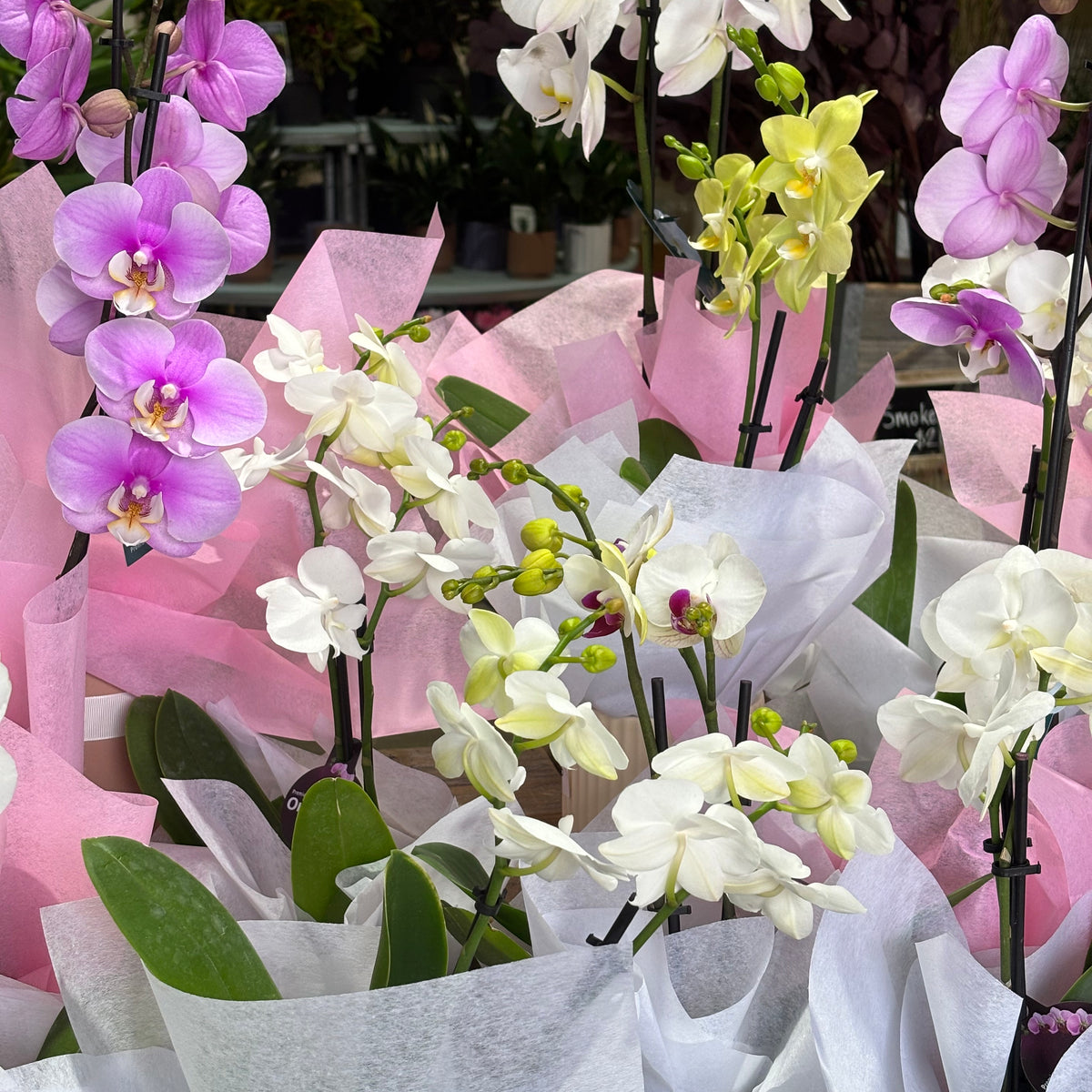 Orchid Pot