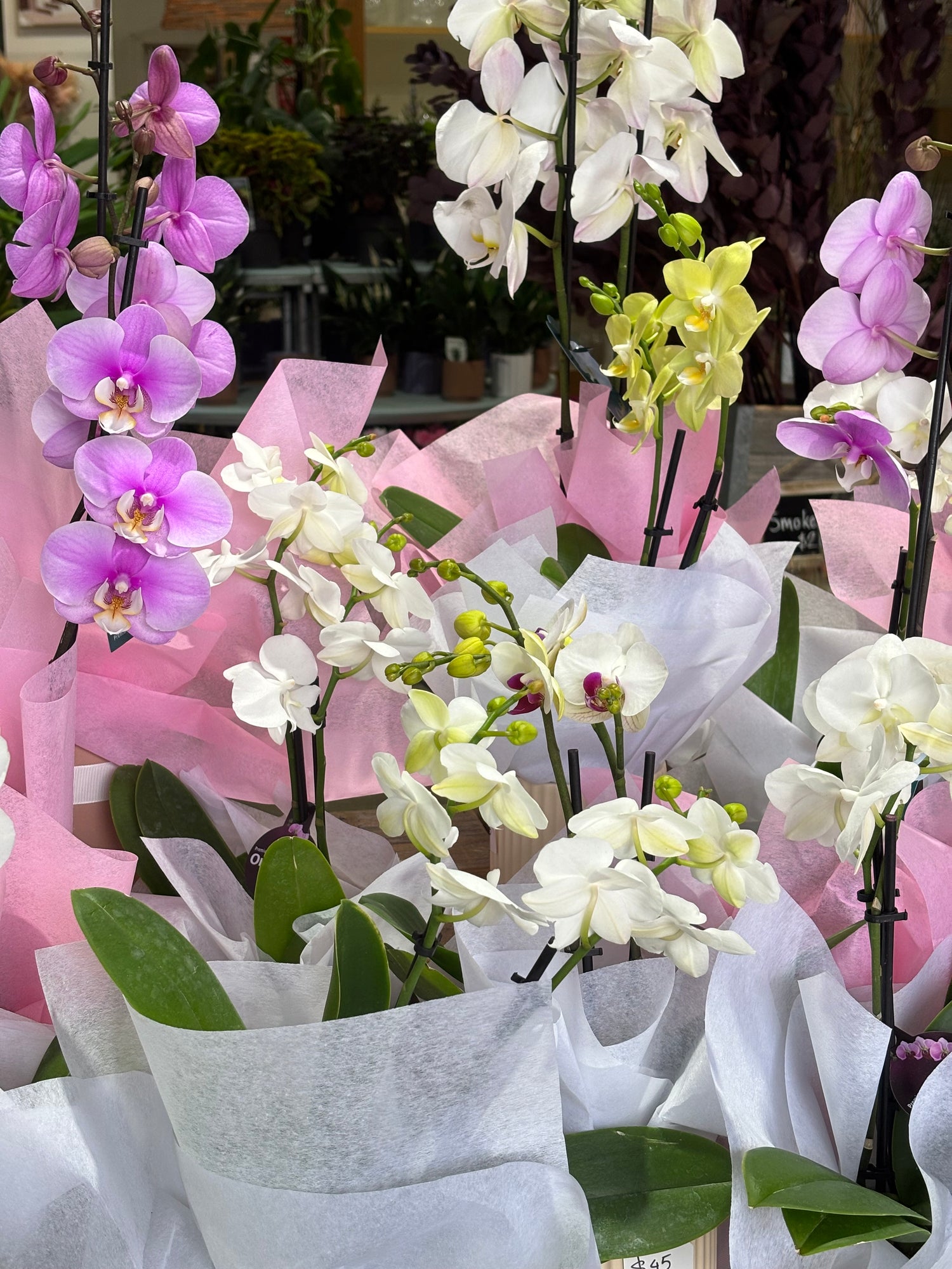 Orchid Pot