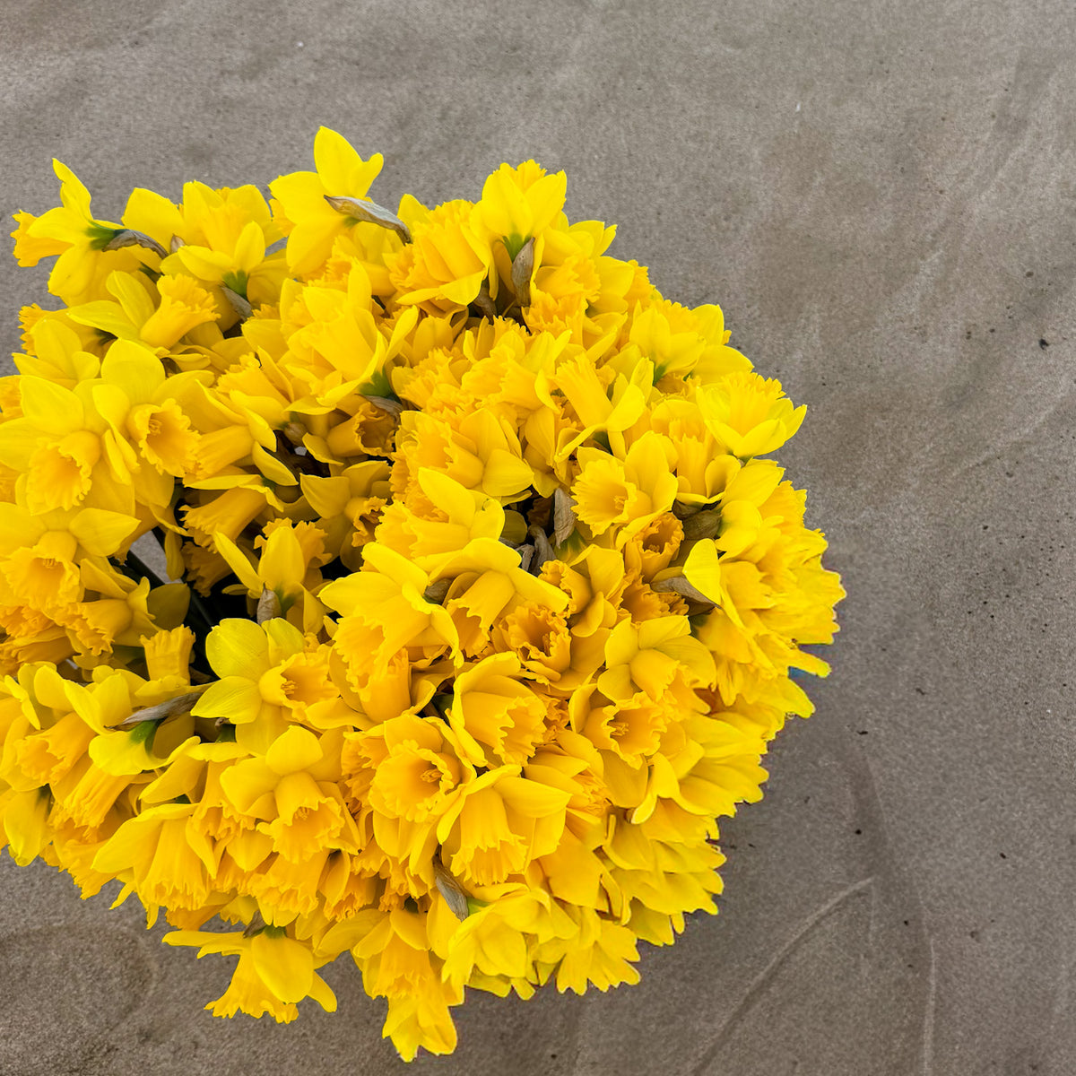 PRE-ORDER Daffodils - Not wrapped