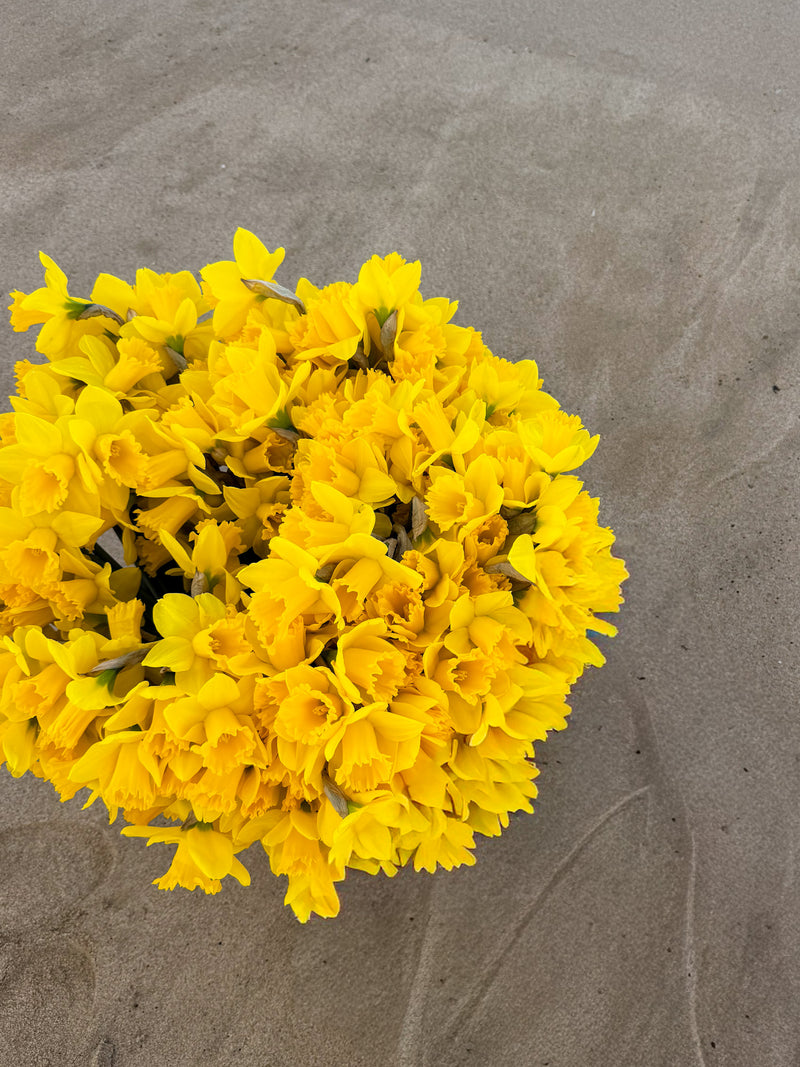 PRE-ORDER Daffodils - Not wrapped