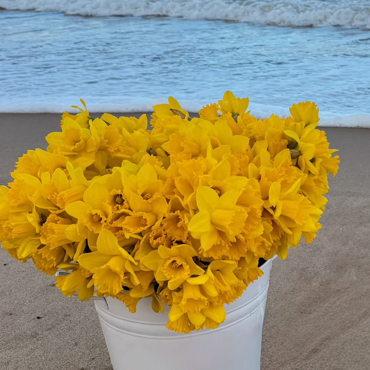 PRE-ORDER Daffodils - Not wrapped