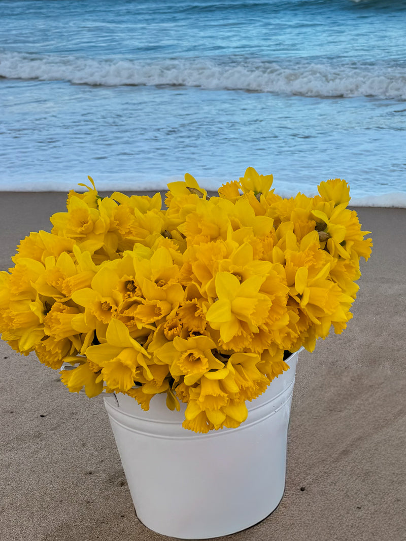 PRE-ORDER Daffodils - Not wrapped