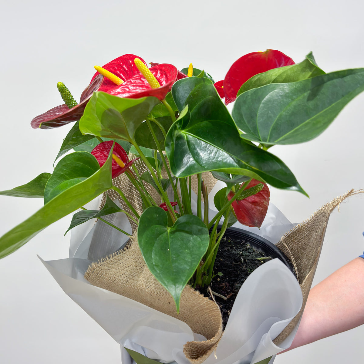 Potted Anthurium