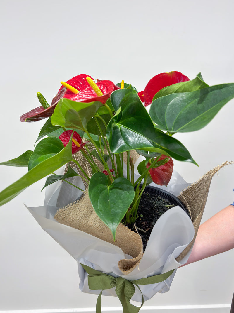 Potted Anthurium