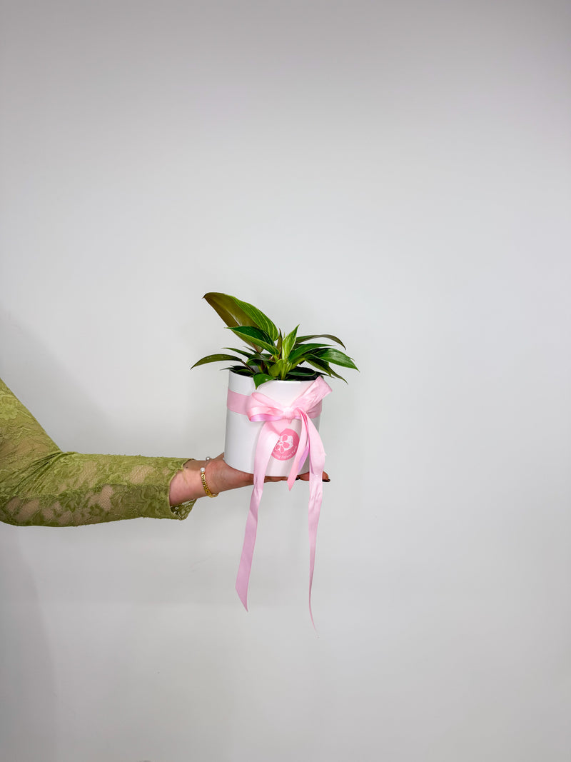 Grow Me