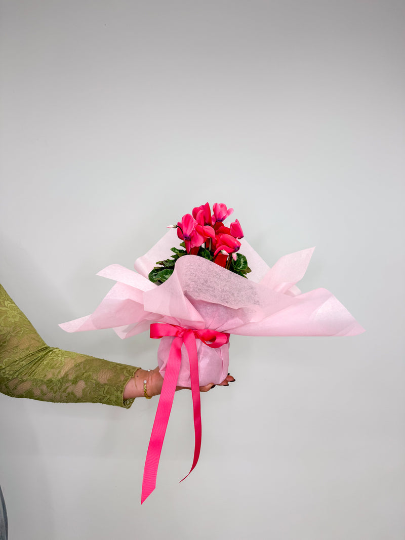 Cyclamen Plant