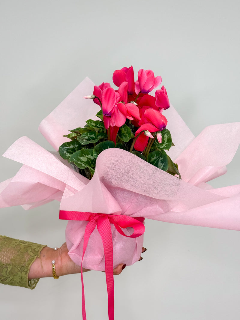 Cyclamen Plant