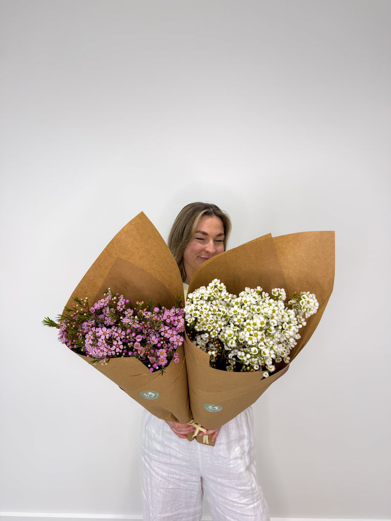 Geraldton Wax Flower