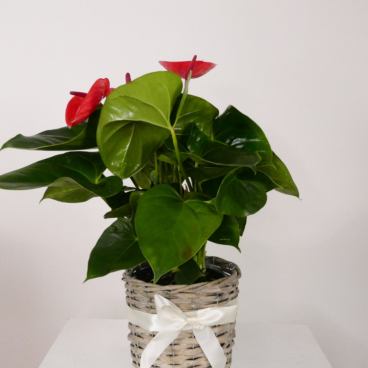 Anthurium Baskets