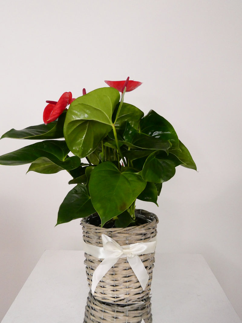 Anthurium Baskets