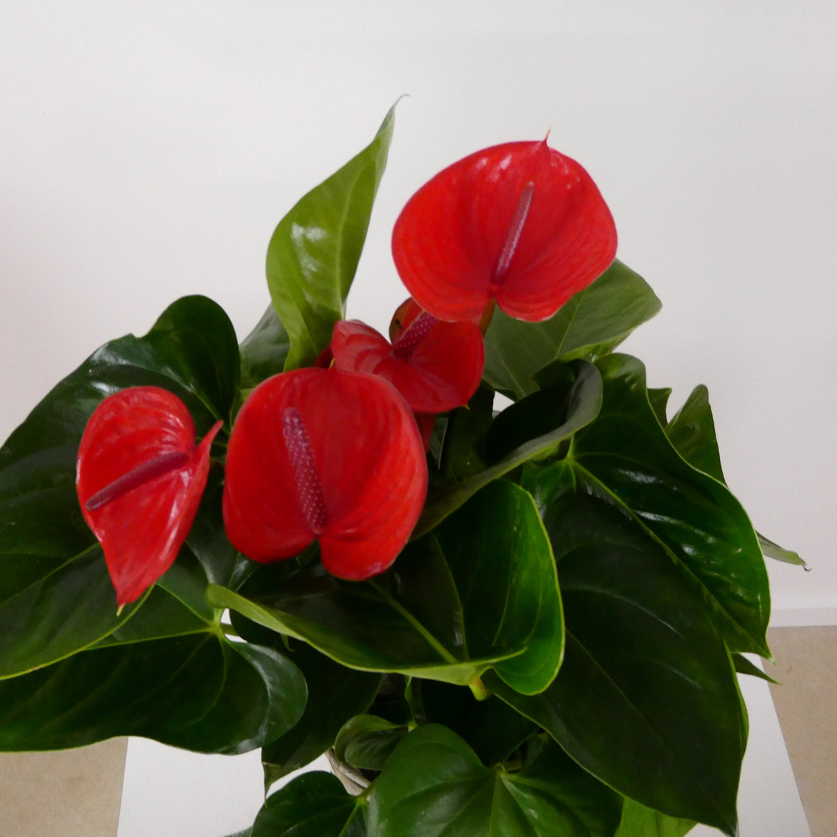 Anthurium Baskets