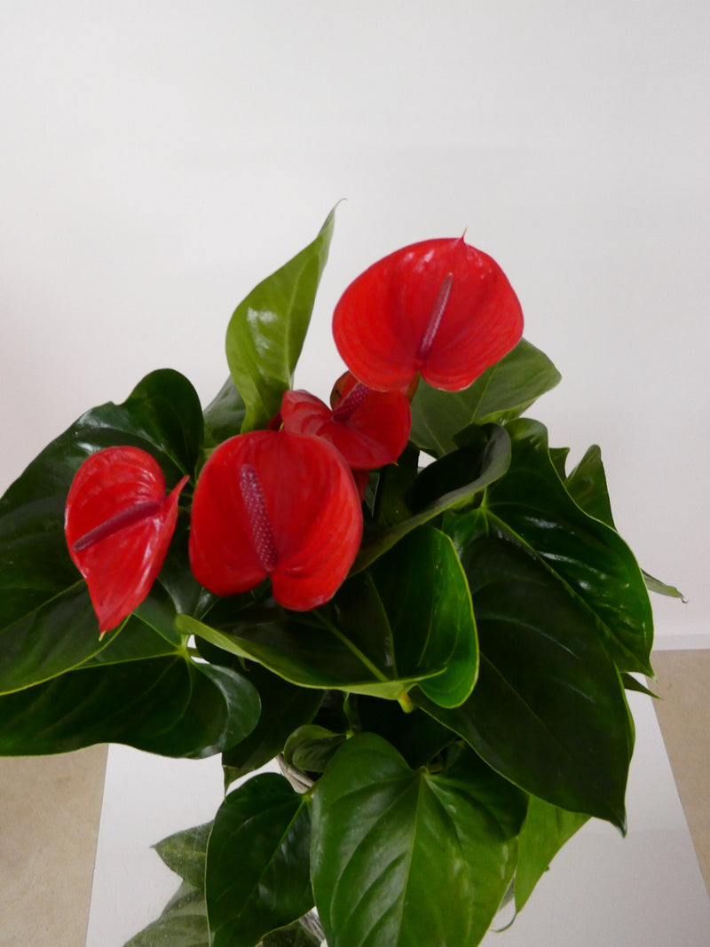 Anthurium Baskets