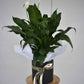 Potted Peace Lily