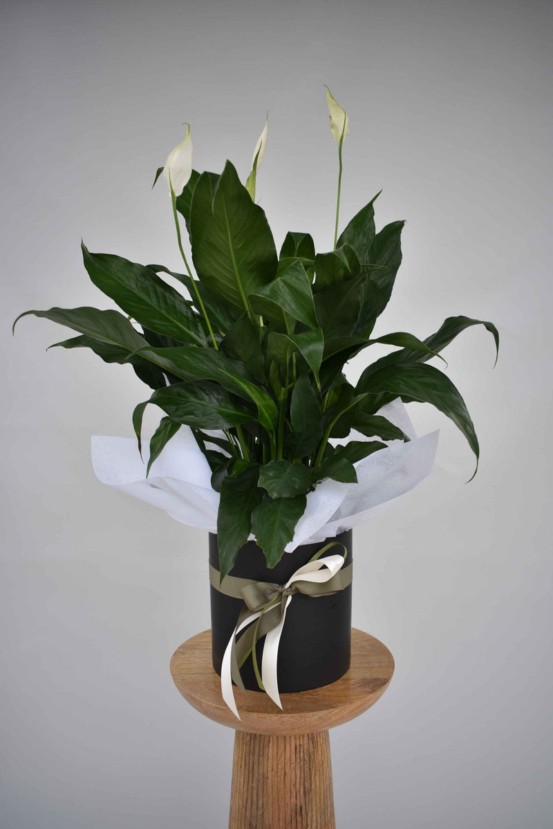 Potted Peace Lily