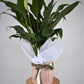 Potted Peace Lily