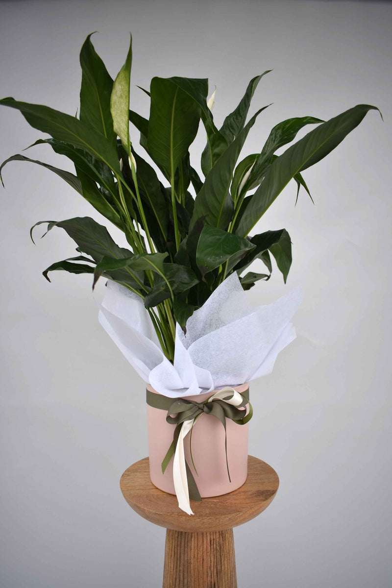 Potted Peace Lily