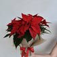 Poinsettia Perfection Deluxe