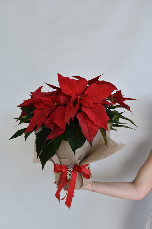 Poinsettia Perfection Deluxe