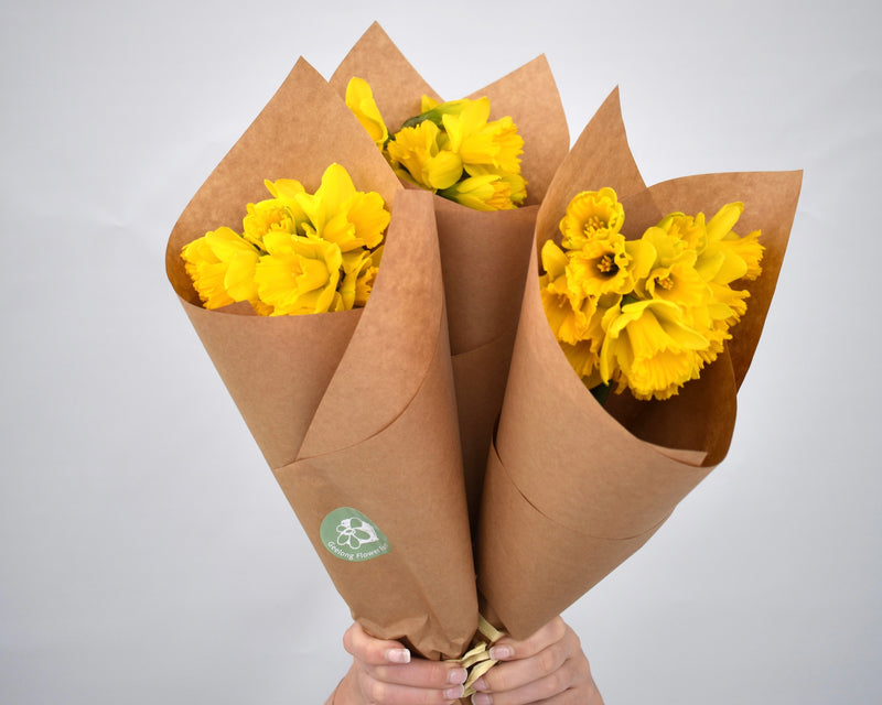 Daffodils